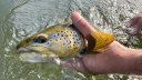 Trout Fishing Tips: How to Catch Trout