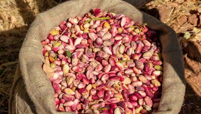El árbol de pistache: beneficios, curiosidades y recetas deliciosas