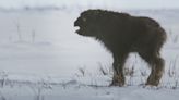 'Frozen Planet II' viewers 'can't deal with' scenes of bear killing ox cubs