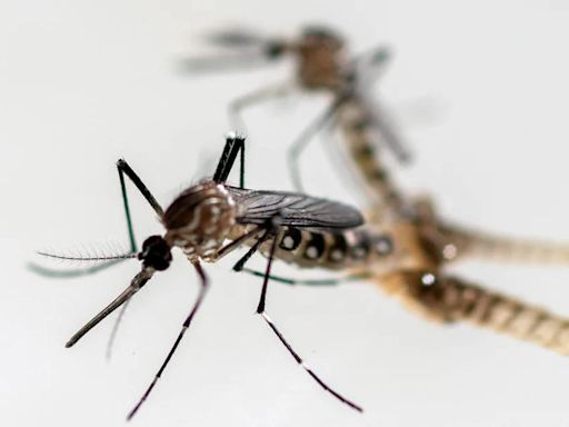 Una nueva mutación en los mosquitos trasmisores del dengue incrementa resistencia a insecticidas: ya está en Colombia