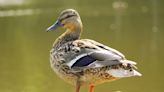 Duck Waits for Her BFF Before Excitingly Heading to the Pond for a Dip