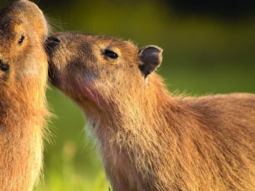 Your Voice: Capybaras are rising in popularity (long letters)