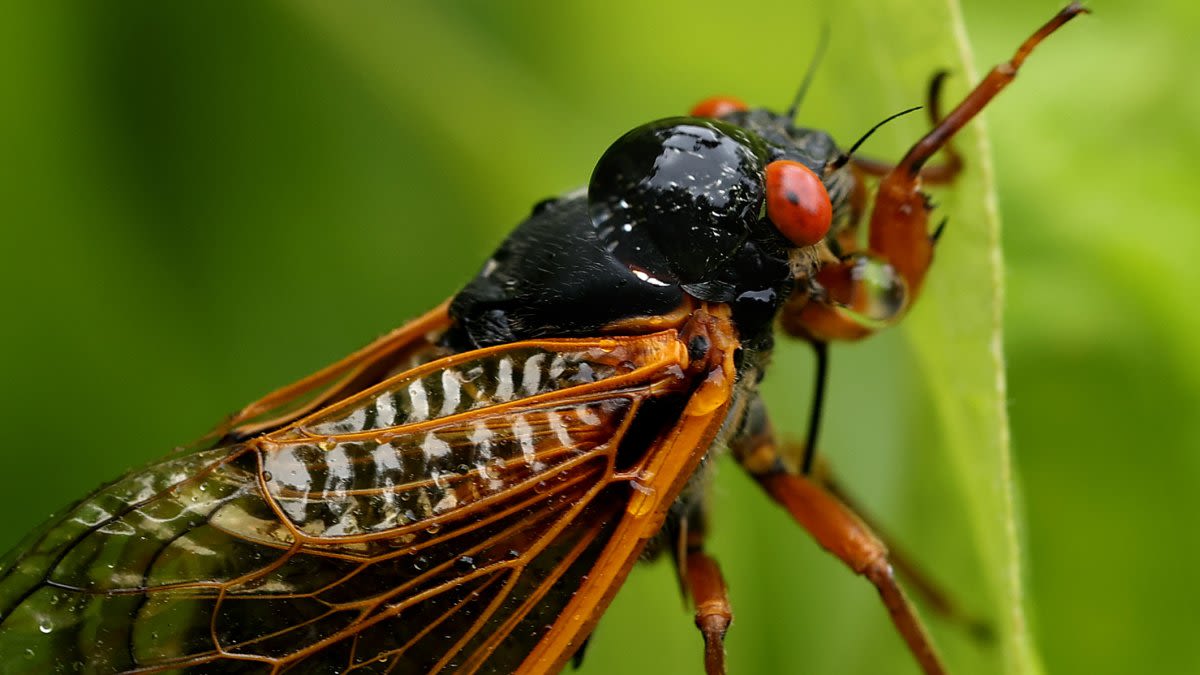 Cicadas are emerging in Illinois. Here's a map of where to expect them