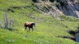 National Park Service reverses course on plan to remove iconic animals: 'This is incredible news'