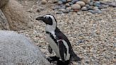 Calif. Zoo Penguin Gets Custom Boots After Struggling with Chronic Condition Called Bumblefoot