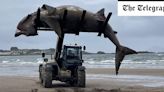 Washed-up giant shark removed from beach by forklift