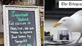 ‘Eat at your own risk’ diners told as divebombing seagulls target tearoom