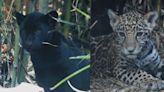 Así puedes elegir el nombre para los tres cachorros de jaguar del Zoológico de Chapultepec