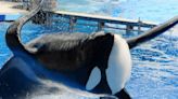 How Many People Did the Male Orca Tilikum Kill?