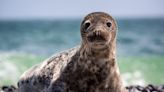 Baby Rescue Seal Prepping for Release Into Wild Is the Definition of Sweetness