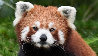 Endangered red panda settles into new home