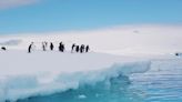 Exclusive glimpse of Antarctica: 'Expect the unexpected when cruising' this harsh, cold and beautiful place