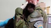 Macaco-prego é resgatado depois de invadir residência em Nonoai | Passo Fundo