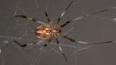 Black widows are being slaughtered by their brown widow cousins, and we don't know why