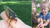 4-year-old boy discovers ‘one in a million’ blue-eyed cicada
