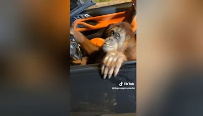 El vídeo que desata risas en TikTok: un orangután se sube a un BMW y posa ante la cámara