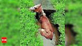 Ailing horse rescued after falling into Maidan ditch twice | Kolkata News - Times of India