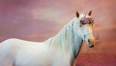 Here’s where you can see a ‘real’ unicorn in Massachusetts this summer