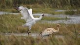 Smith: Avian flu outbreak especially worrisome for endangered whooping cranes