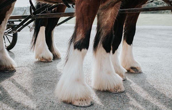 Draught horses prepare London park for wildflowers