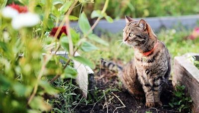 14 ways to deter unwanted cats from your garden