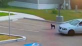 Video: Puppy chases car after being abandoned in California