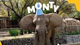 Armán fiesta por los 18 años del elefante Monty; ¿cuándo y dónde será la pachanga?