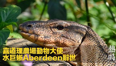 嘉道理農場動物大使 水巨蜥Aberdeen辭世