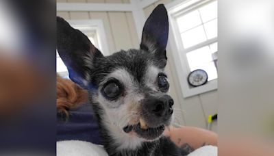 Owners "tired of waiting for him to die" dump 16-year-old dog at shelter