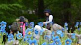 在神戶發現喜馬拉雅秘境之花 藍罌粟洋溢夢幻美 | 蕃新聞