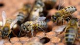 Hispano muere tras el ataque de cientos de abejas: te contamos cómo protegerte de estos insectos