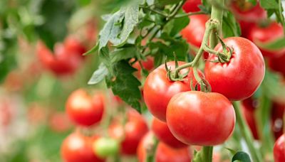 Six beginner tips for growing tomatoes – plant by this flower to flourish