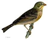 Ortolan bunting