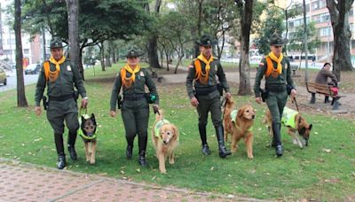 “Acoge un héroe de 4 patas”: más de 80 caballos, mulas y caninos pensionados de la Policía buscan hogar