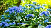 'Prevention is key' – expert tips for dealing with 8 common hydrangea diseases