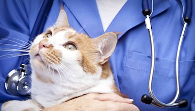 Kidney Disease in Cats: Causes, Symptoms, and Treatment