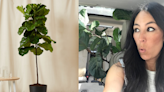 Here's Where to Buy All of Joanna Gaines's Favorite Houseplants