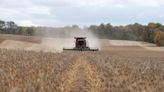 Soybeans Extend Drop on Tepid Demand and Good US Weather