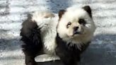 Zoo dyes dogs to look like baby pandas