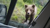 Bear mauls British woman's arm after she tries to take selfie through car window