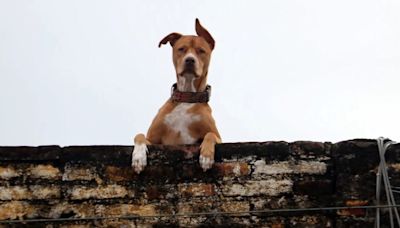 ¿Por qué se considera maltrato animal dejar a los perros en las azoteas en temporada de calor?