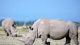 Northern White Rhinos Could Be Saved from Extinction Thanks to Species’ First IVF Pregnancy