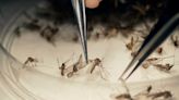 Mosquitos that could carry Zika found in Des Moines and Lee counties, but none have tested positive for the virus