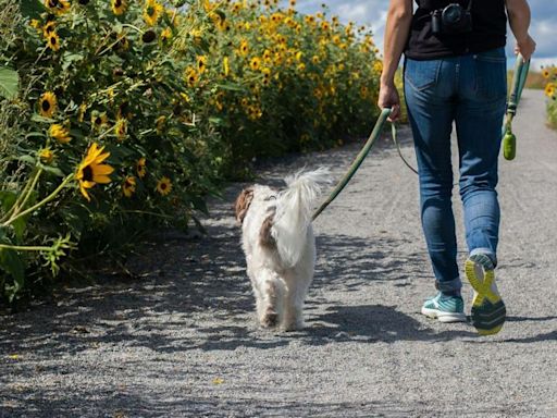 These no-pull collars and harnesses will make dog walks easier