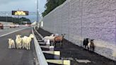 Hoofing it along I-64: Goats, sheep rescued after wandering onto highway in Chesapeake