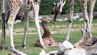 Besucher erleben Giraffen-Geburt im Tierpark Berlin