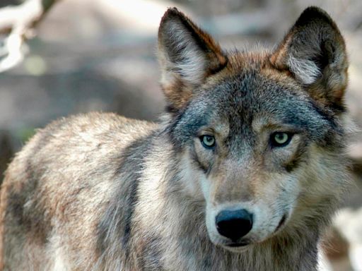 US House votes to remove wolves from endangered list in 48 states