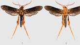 Winged creature — with ‘remarkable’ camouflage — discovered as new species in Liberia