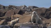 Opinion: Don't worry — the Hudson Bay polar bears are still doing all right