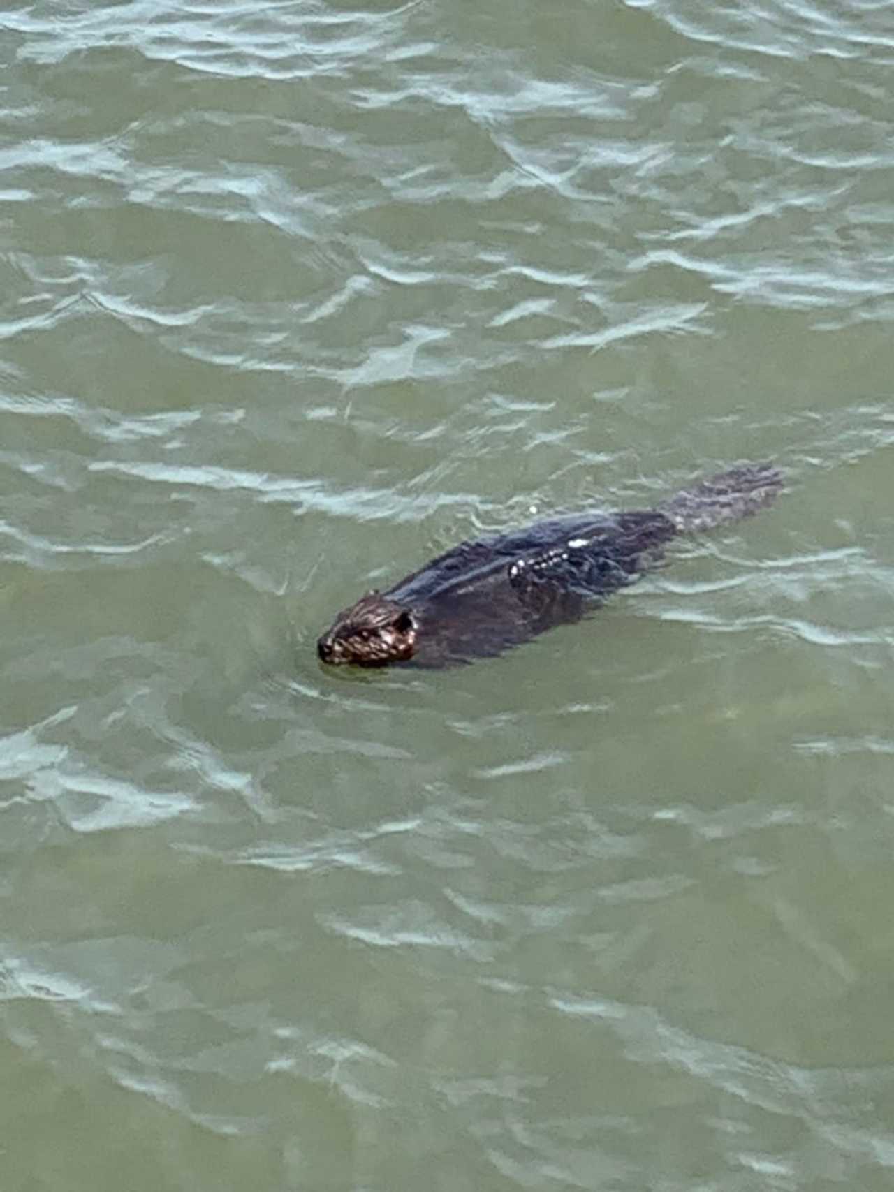 Rabid Beaver Found In Red Hook: Here's What To Know